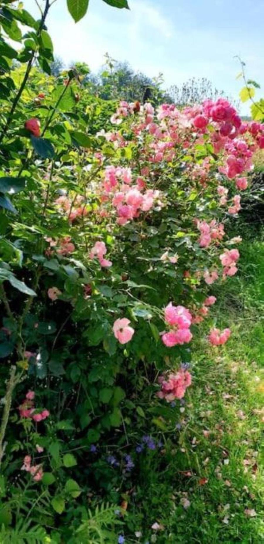 La Maison Des Roses Drachenbronn-Birlenbach المظهر الخارجي الصورة