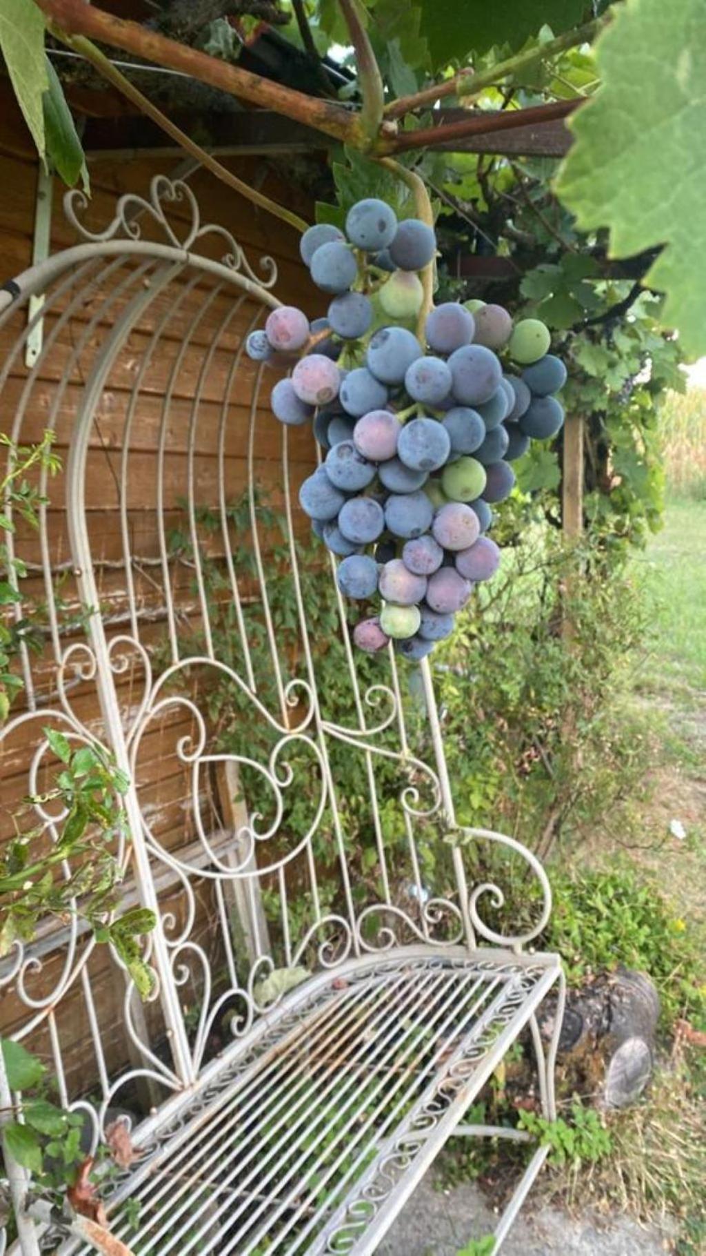La Maison Des Roses Drachenbronn-Birlenbach المظهر الخارجي الصورة