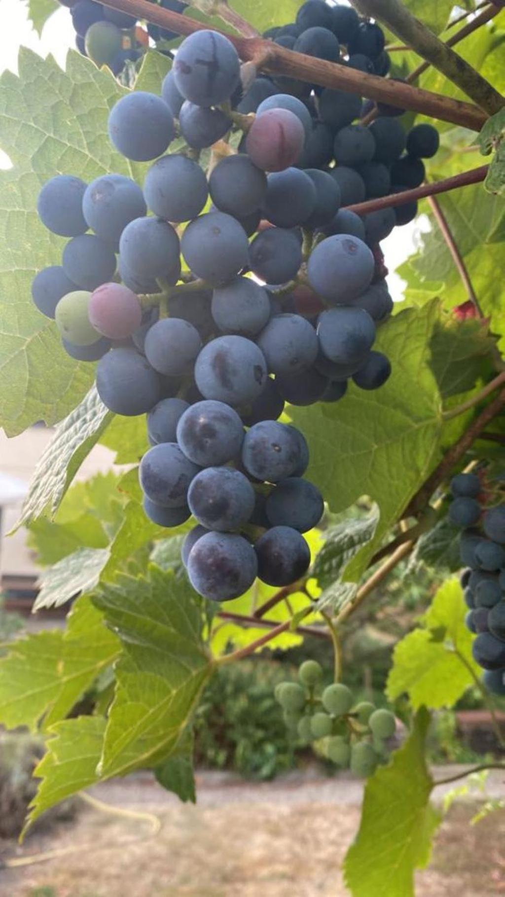 La Maison Des Roses Drachenbronn-Birlenbach المظهر الخارجي الصورة