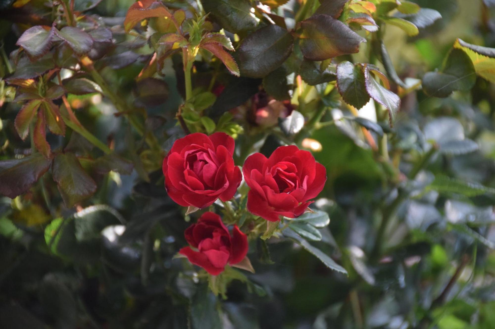 La Maison Des Roses Drachenbronn-Birlenbach المظهر الخارجي الصورة